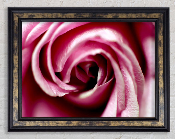 Pink Rose Centre Framed Print