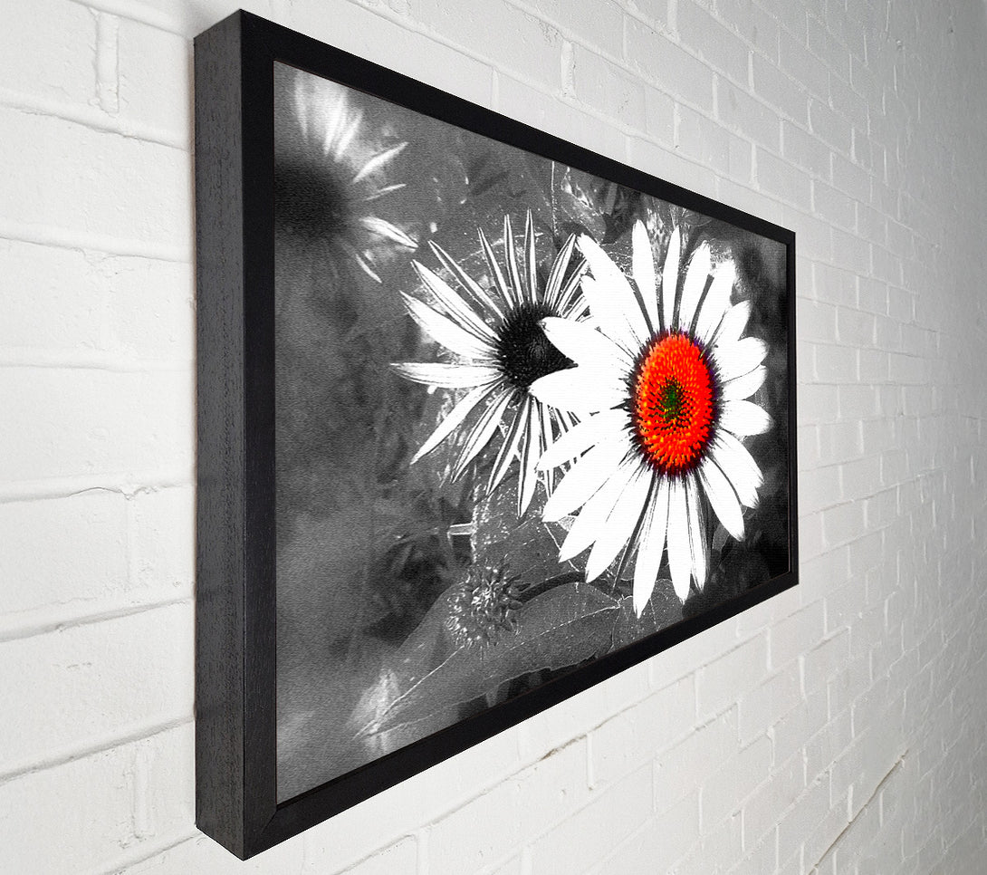  A Canvas Print of Daisy Centre Canvas Print