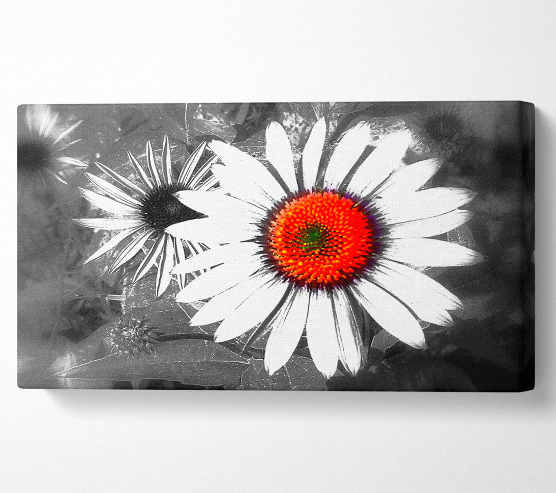  A Canvas Print of Daisy Centre Canvas Print