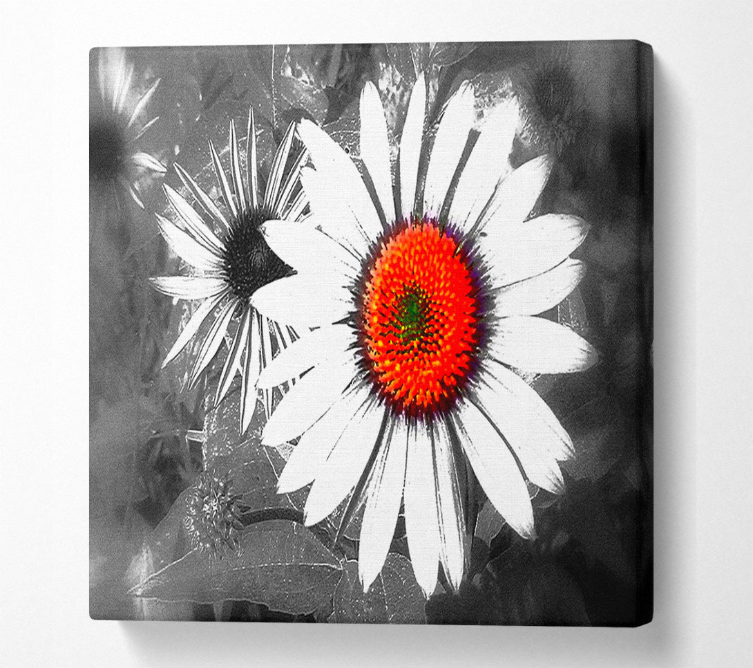  A Canvas Print of Daisy Centre Canvas Print