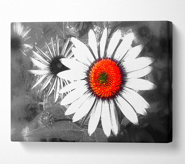  A Canvas Print of Daisy Centre Canvas Print