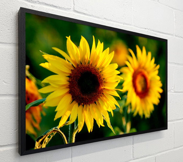 Sunflower Duo