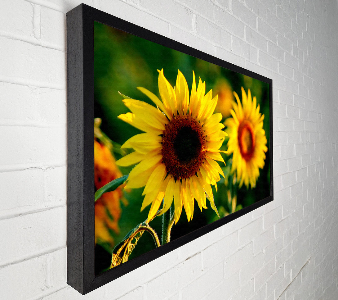  A Canvas Print of Sunflower Duo Canvas Wall Art