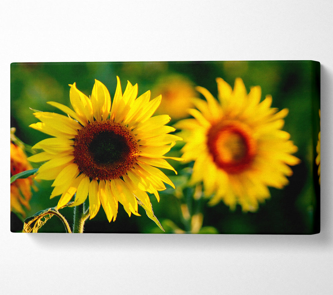  A Canvas Print of Sunflower Duo Canvas Wall Art