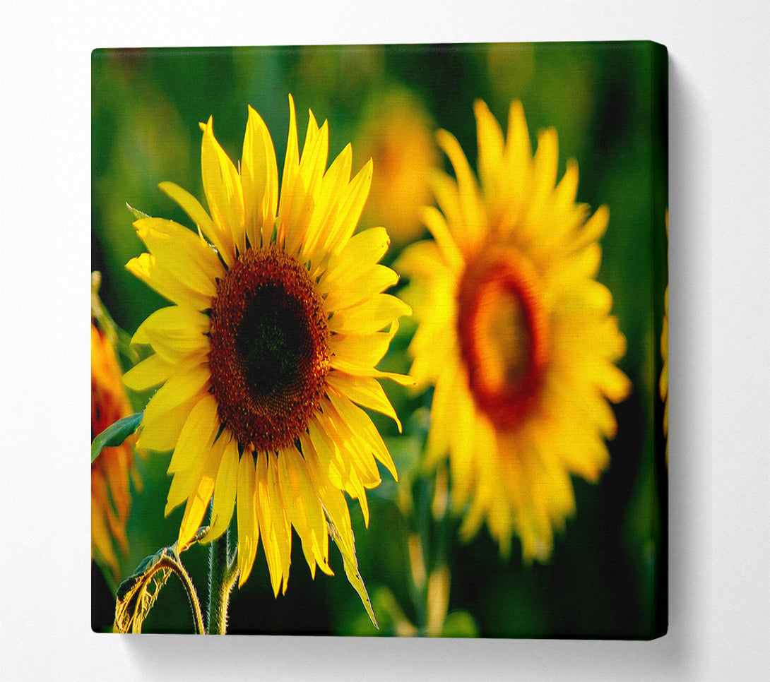  A Canvas Print of Sunflower Duo Canvas Wall Art