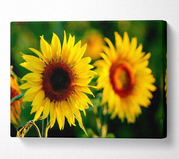 A Canvas Print of Sunflower Duo Canvas Wall Art