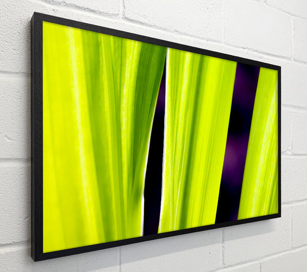 Green Leaves On Purple