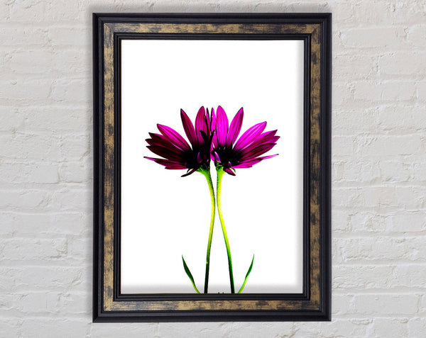Pink Reflections Framed Print