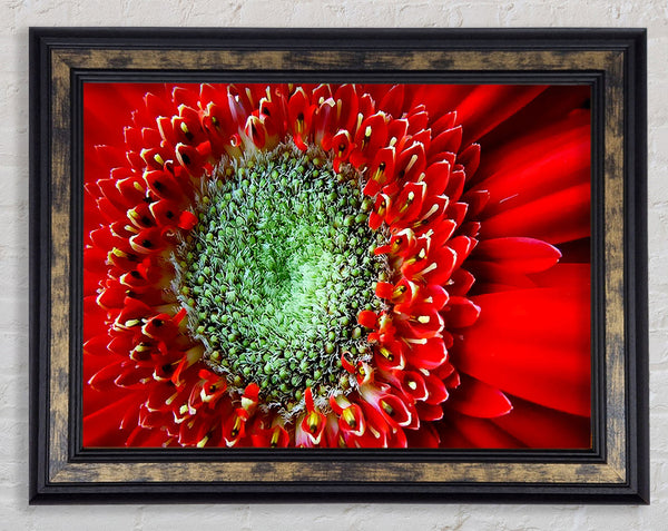 Red Gerbera Green Centre Close-Up Framed Print