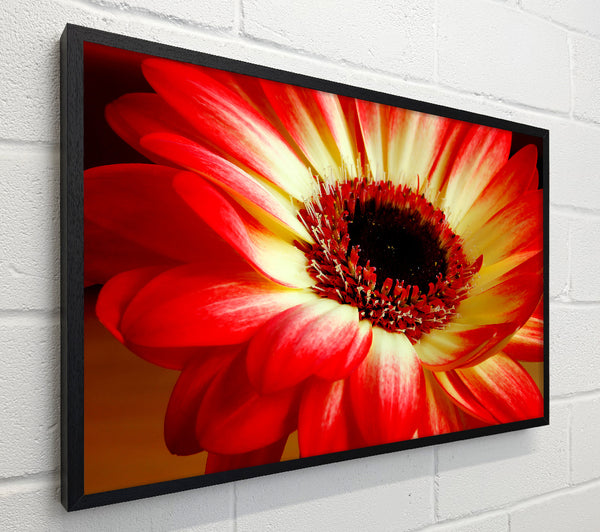 Red Daisy Petals