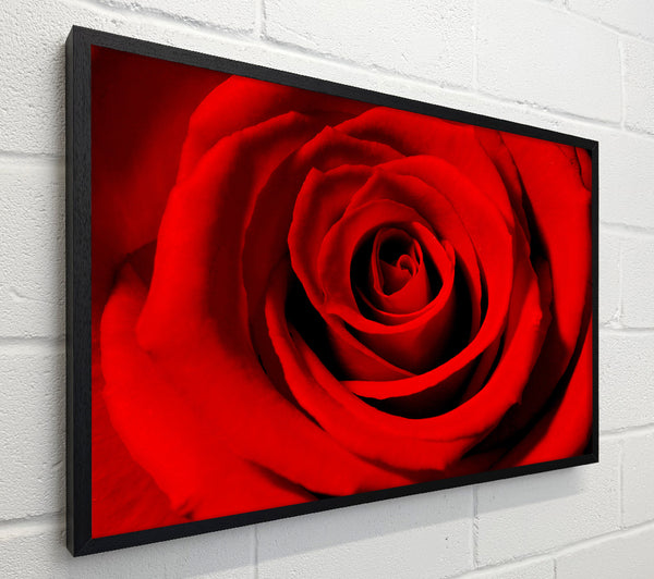 Close-Up Of The Soft Red Rose
