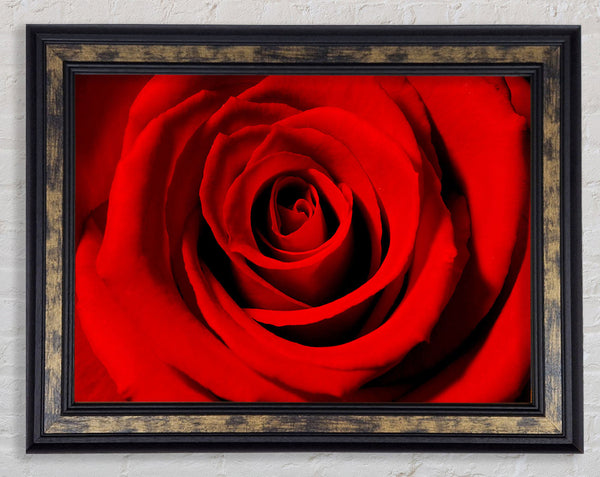 Close-Up Of The Soft Red Rose Framed Print