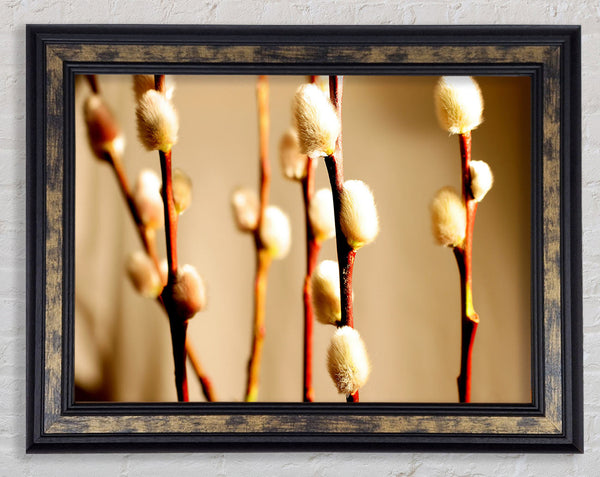 Pussy Willow Framed Print
