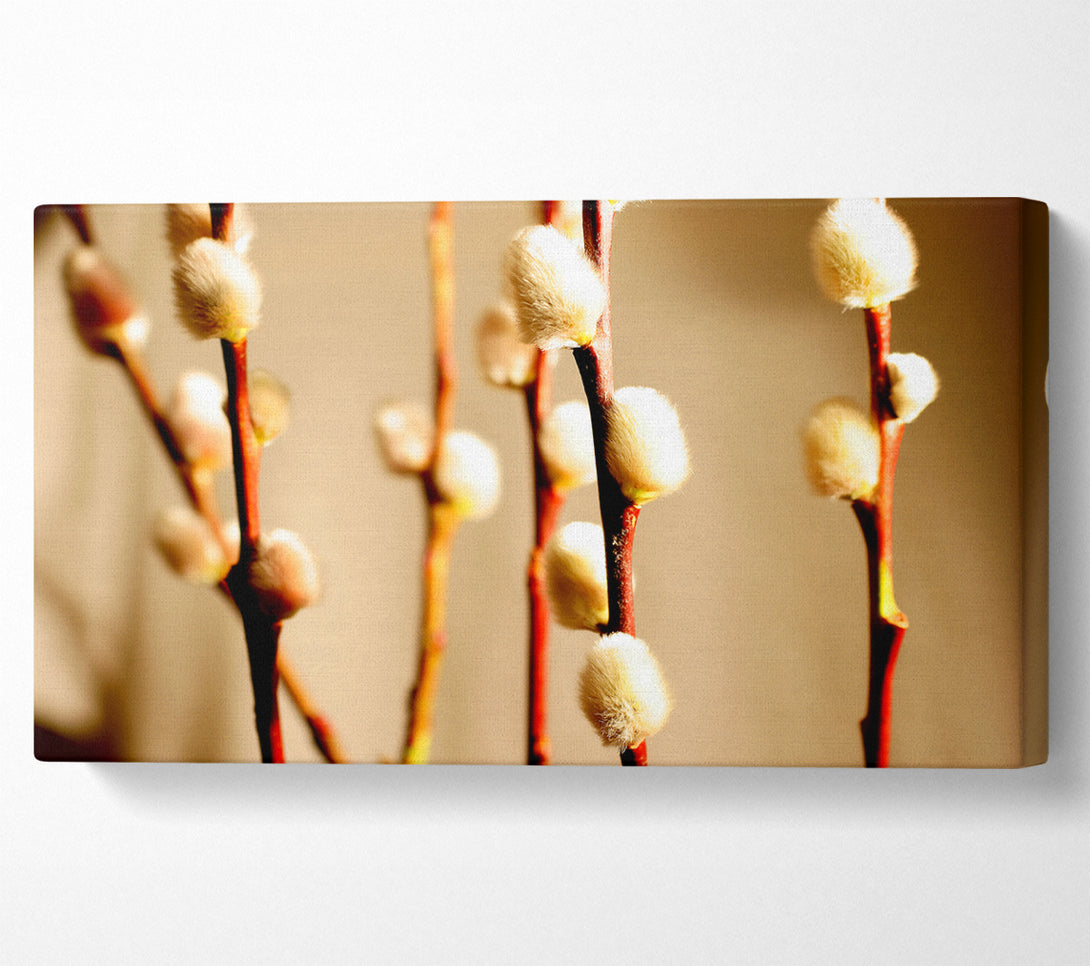  A Canvas Print of Pussy Willow Canvas Print
