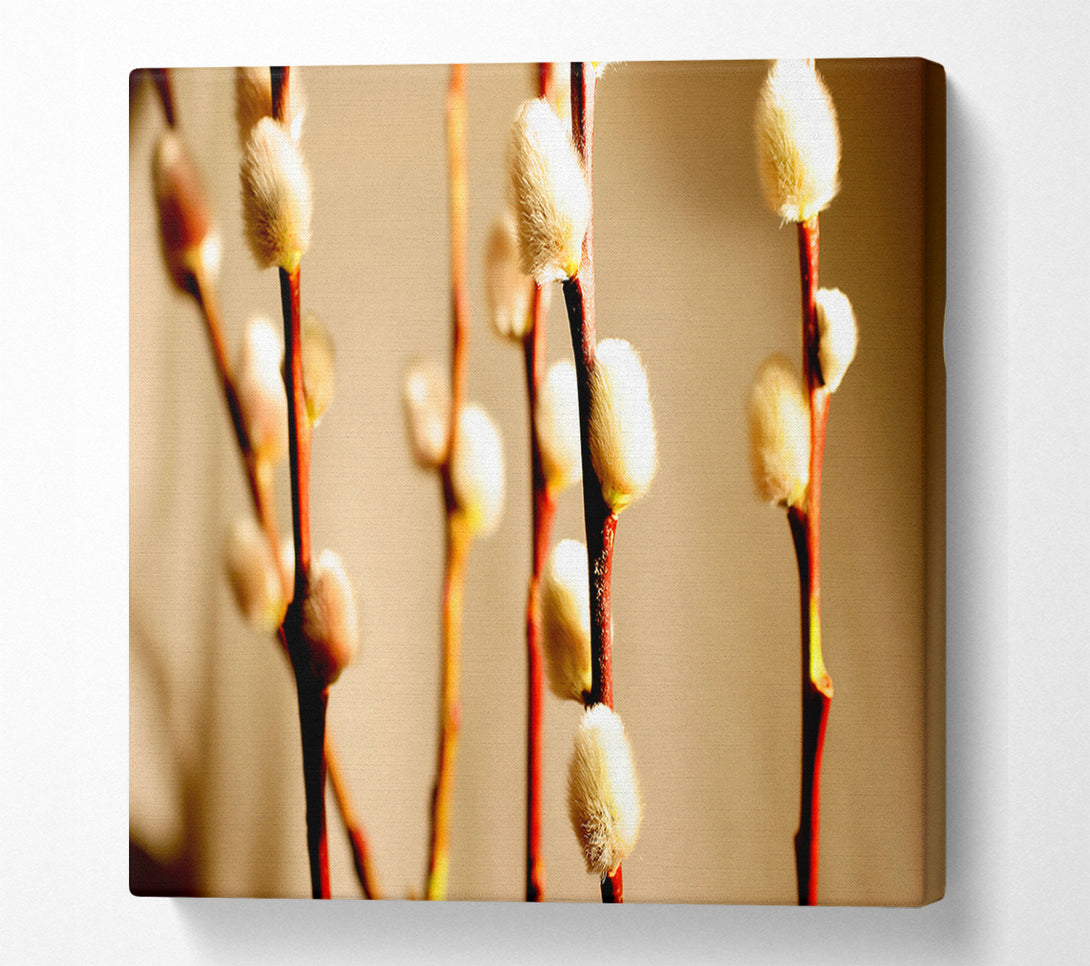  A Canvas Print of Pussy Willow Canvas Print