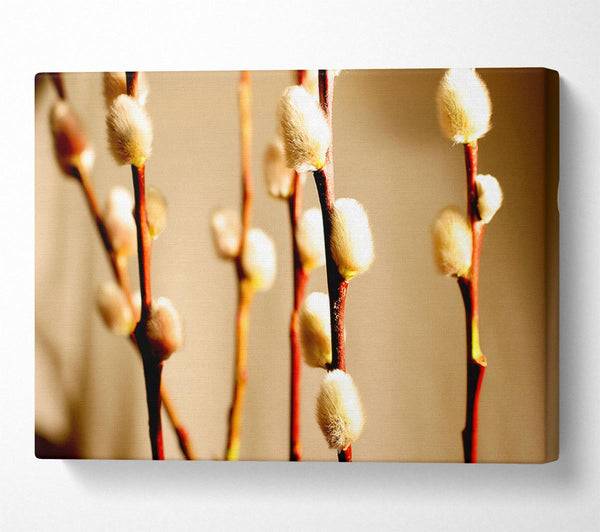  A Canvas Print of Pussy Willow Canvas Print