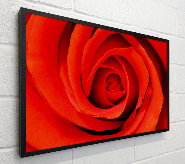 Close-Up Of A Beautiful Rose