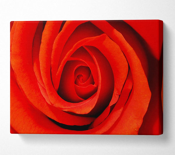 A Canvas Print of Close-Up Of A Beautiful Rose Canvas Print