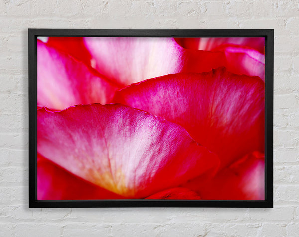 Die Wellen einer rosa Blume