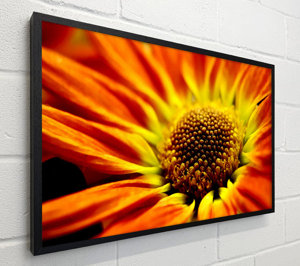 Orange Petal Daisy