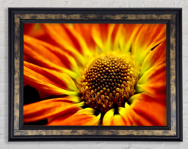 Orange Petal Daisy Framed Print