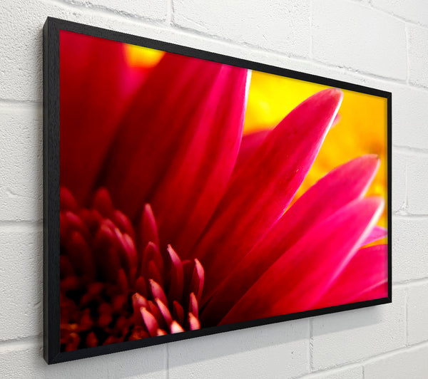 Vibrant Pink Petals On Yellow