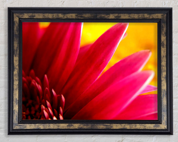 Vibrant Pink Petals On Yellow Framed Print