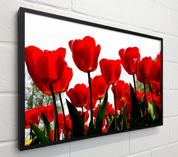 Red Tulip Galore