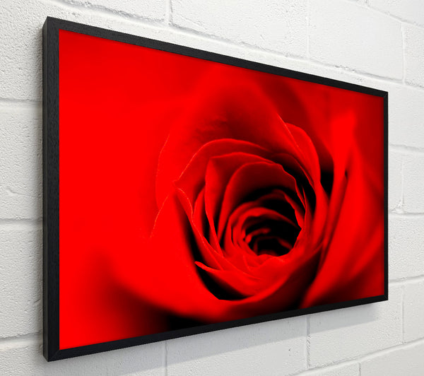 Soft Red Rose Close-Up