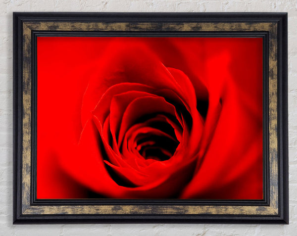 Soft Red Rose Close-Up Framed Print