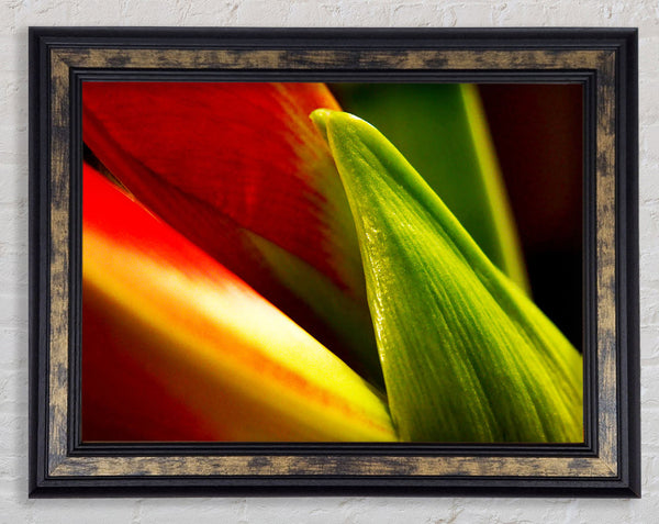 Colours Of Nature Framed Print