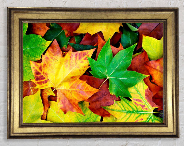 Herbstblätter gefallen