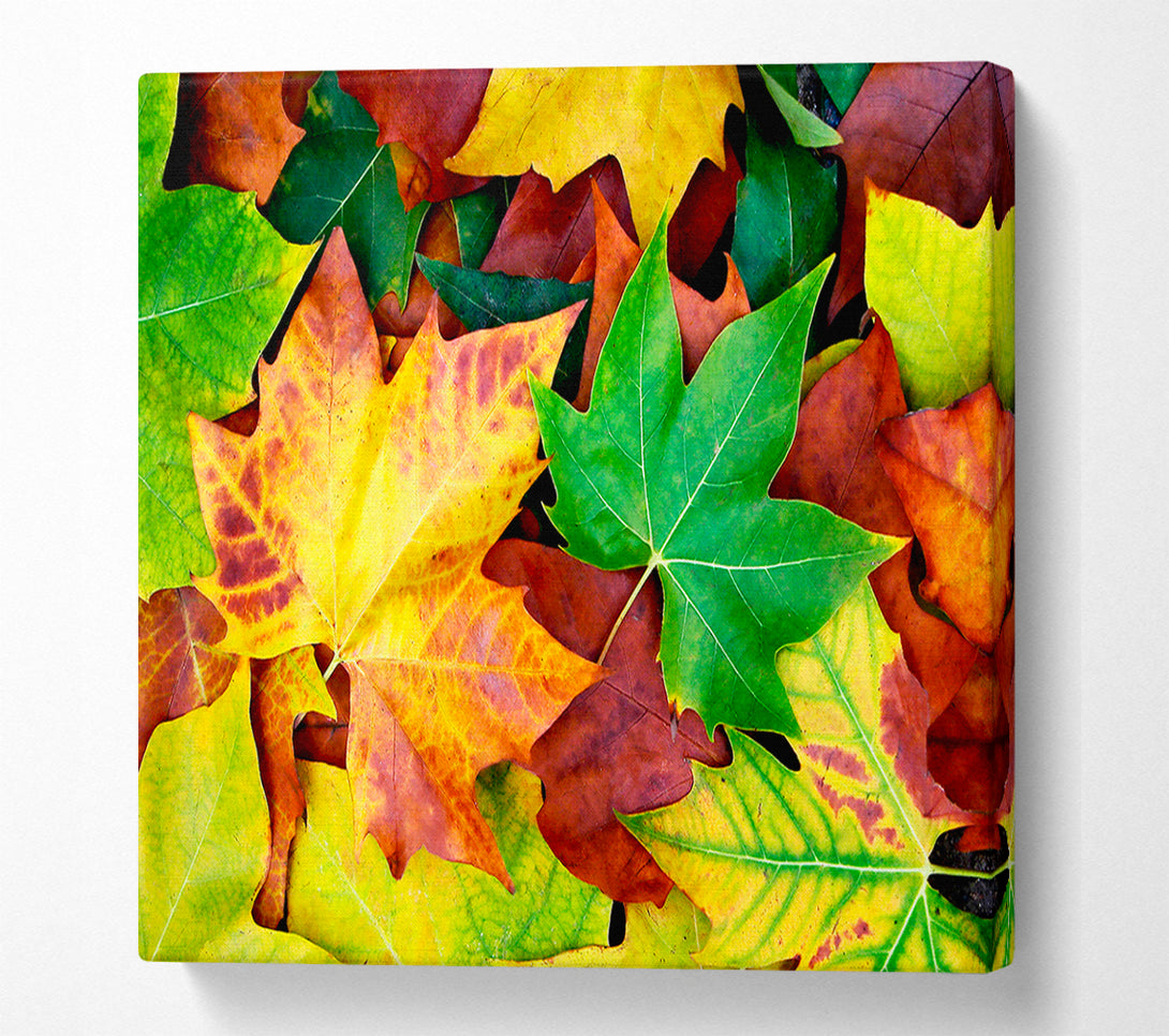  A Canvas Print of Autumn Leaves Fallen Canvas Wall Art