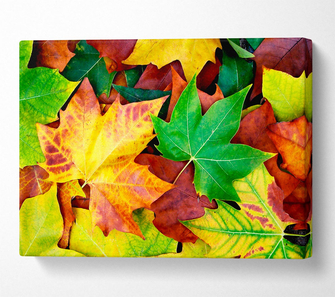  A Canvas Print of Autumn Leaves Fallen Canvas Wall Art