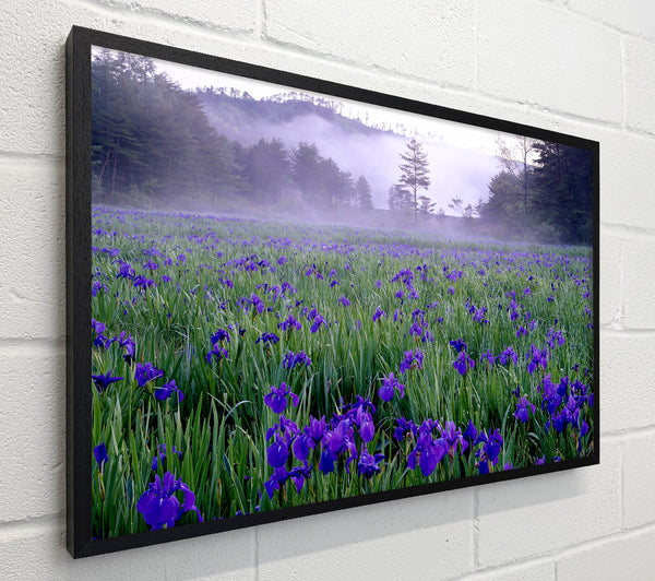 Bluebell Mist