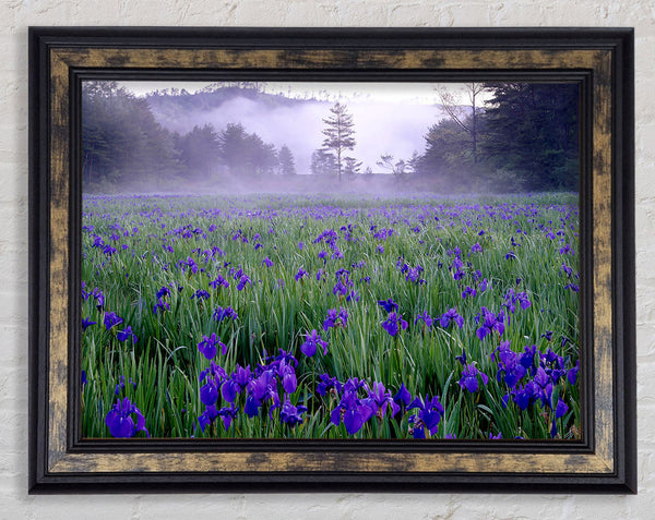 Bluebell Mist Framed Print