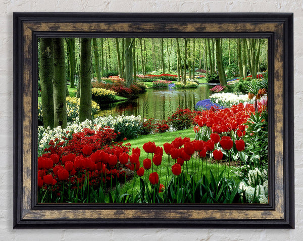 Tulip River Framed Print