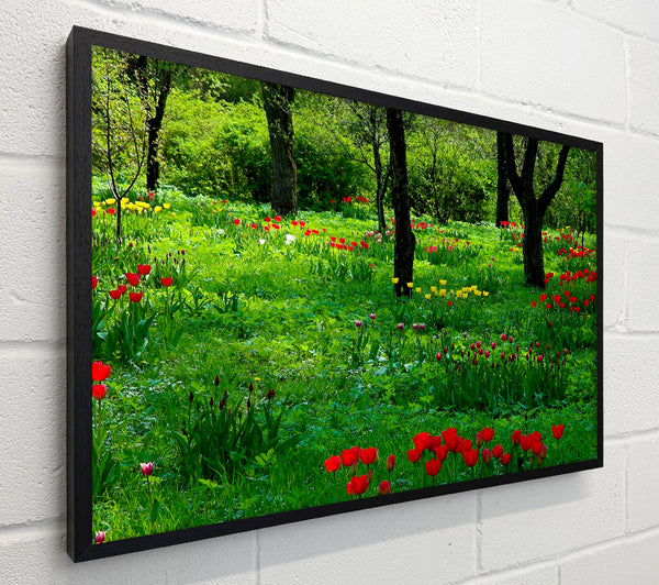 Tulip Woodland
