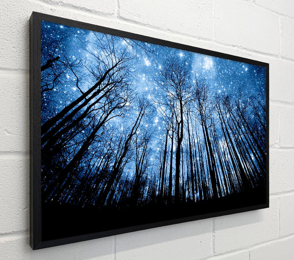 Starry Night In The Forest