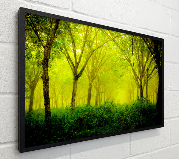 Stunning Green Forest