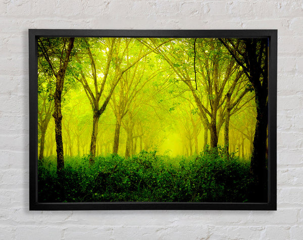 Stunning Green Forest Framed Print