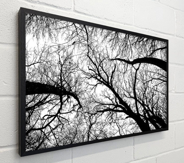 Pecan Grove Black And White