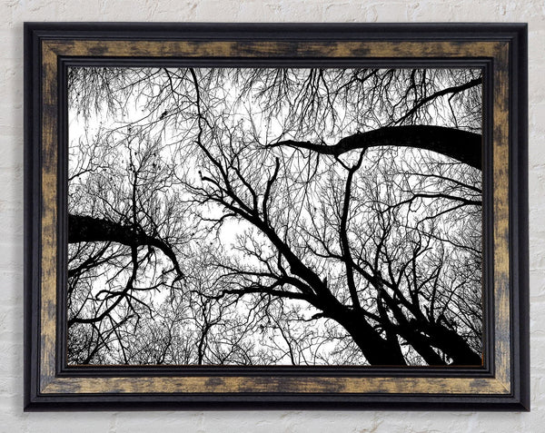Pecan Grove Black And White Framed Print