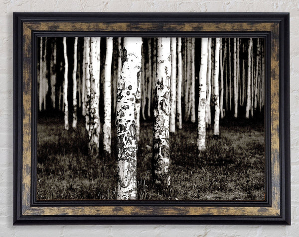 Mountains Quakies Forest Framed Print
