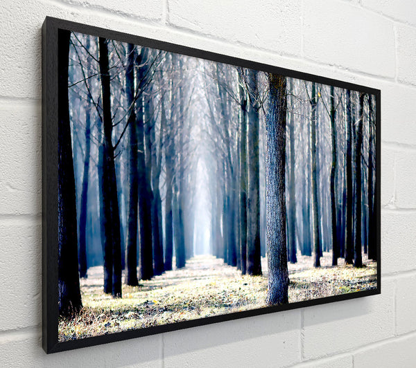 Trees Line-up In Winter