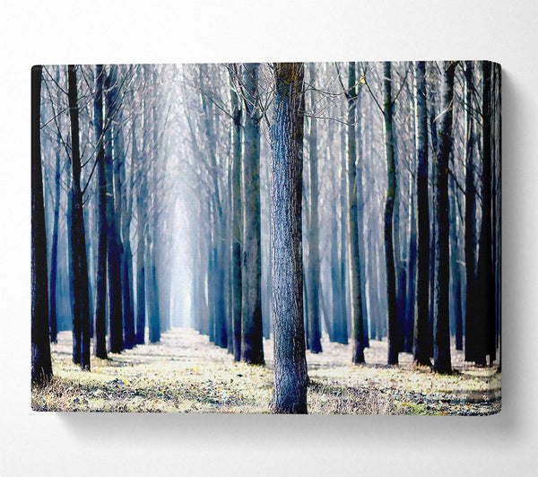 Trees Line-up In Winter