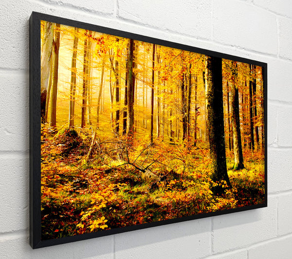 German Forest In Autumn