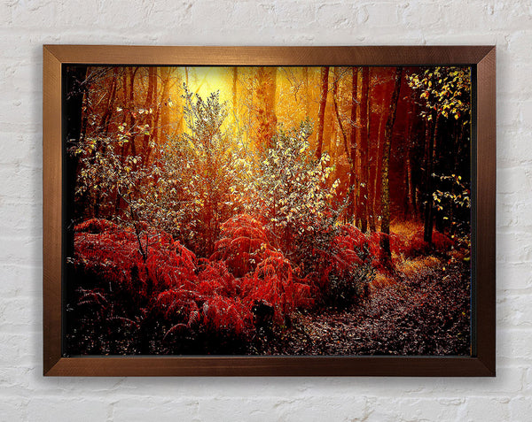 Autumn Forest Framed Print