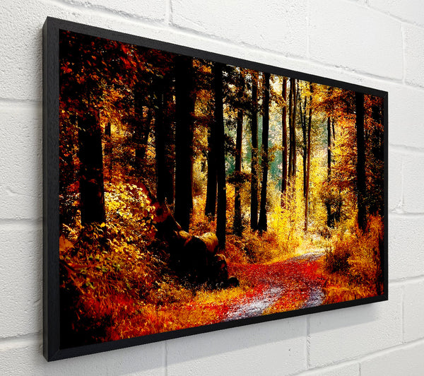 Forest Autumn Path