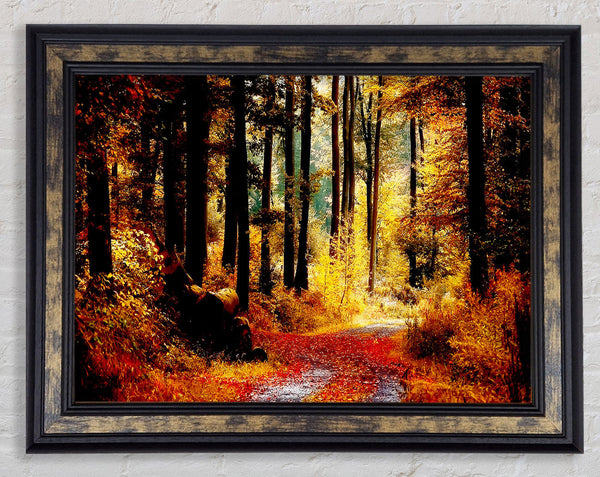 Forest Autumn Path Framed Print